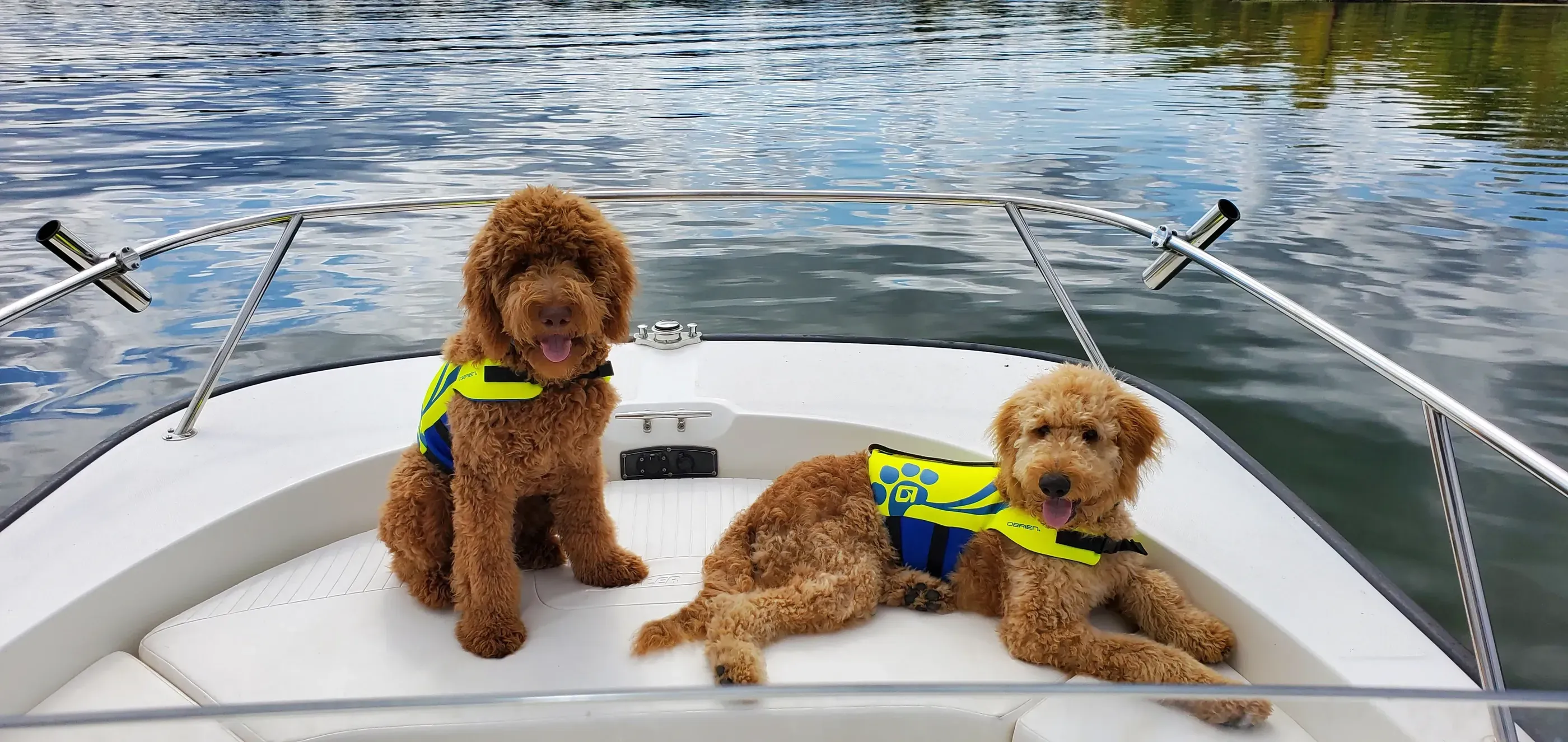 Two dogs on a boat